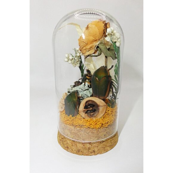 June Bug Sitting In Pinecone Throne Oddity Jar curiosity dome insect taxidermy - Picture 3 of 14
